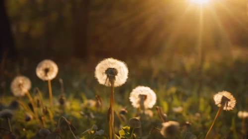 cotton grass,dandelion meadow,dandelion background,common dandelion,dandelion field,dandelion flying,taraxacum,taraxacum officinale,dandelions,dandelion,grass blossom,dandelion seeds,coltsfoot,blooming grass,dandelion flower,sunray,sunbeams,taraxacum ruderalia,sun daisies,sunburst background,Photography,General,Cinematic