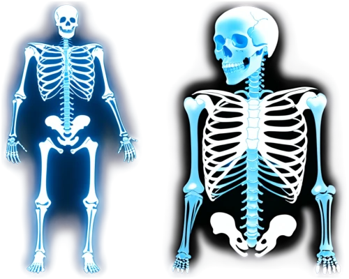 skeletal structure,skeletal,human skeleton,medical radiography,skeletons,skeleton,skeleton sections,the human body,calcium,vintage skeleton,human body anatomy,radiography,human anatomy,human body,medical imaging,halloween vector character,anatomy,anatomical,chiropractic,x-ray,Unique,Paper Cuts,Paper Cuts 06