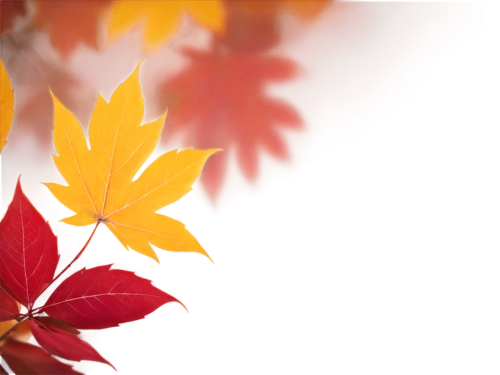 autumn background,leaf background,colored leaves,maple foliage,autumnal leaves,reddish autumn leaves,autumn foliage,autumn leaves,maple leaf red,fall foliage,maple leave,leaves in the autumn,fall leaves,colorful leaves,red leaves,autumn colouring,colors of autumn,autumn theme,autumn leaf,fall leaf,Art,Classical Oil Painting,Classical Oil Painting 14