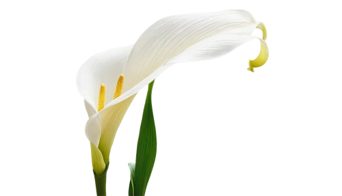 tulip white,calla lily,white lily,easter lilies,giant white arum lily,flowers png,white trumpet lily,calla lilies,galanthus,sego lily,madonna lily,tulipa,turkestan tulip,calla,jonquils,the trumpet daffodil,tulip,lilium candidum,avalanche lily,peace lilies,Conceptual Art,Fantasy,Fantasy 24