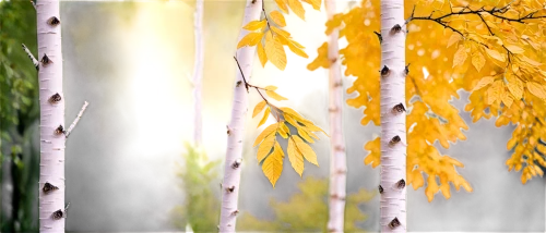 birch tree background,autumn background,birch trees,autumn trees,autumn frame,birch forest,4 seasons,autumn forest,beech leaves,deciduous forest,deciduous trees,four seasons,seasons,leaves frame,background vector,birch tree,autumn scenery,fall foliage,yellow leaves,mixed forest,Photography,Artistic Photography,Artistic Photography 04