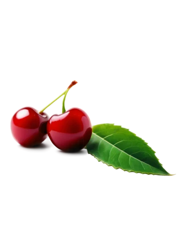 bladder cherry,great cherry,hill cherry,cherries,wild cherry,jewish cherries,cherry,cherry branch,oregon cherry,sweet cherries,sour cherry,fire cherry,sour cherries,sweet cherry,heart cherries,cherry japanese,cherry plum,rowanberries,cherries in a bowl,bird cherry,Illustration,Japanese style,Japanese Style 13