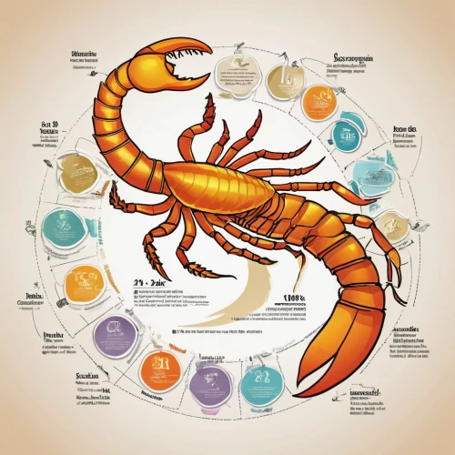 vector infographic,ornamental shrimp,marine invertebrates,crustacean,spiny lobster,north sea shrimp,arthropods,crustaceans,freshwater crayfish,sea foods,freshwater prawns,crayfish,common yabby,the zodiac sign pisces,signs of the zodiac,crayfish 1,arthropod,river crayfish,the crayfish 2,invertebrate,Unique,Design,Infographics