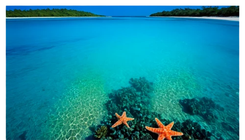 starfishes,sea star,starfish,wakatobi,raja ampat,widi islands,great barrier reef,heron island,maldive islands,coral reefs,andaman sea,maldives,cook islands,halmahera islands,french polynesia,natuna indonesia,lembeh,fiji,similan island,caribbean sea,Art,Classical Oil Painting,Classical Oil Painting 23