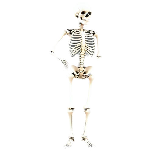skeletal,human skeleton,skeletons,calcium,skeleton,skeletal structure,vintage skeleton,skeleltt,bone,bones,bowl bones,anatomy,danse macabre,day of the dead skeleton,pile of bones,femur,cross bones,human anatomy,anatomical,skulls bones,Illustration,Realistic Fantasy,Realistic Fantasy 28