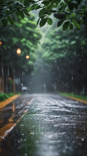 heavy rain,rainy season,rainy,rain,rainstorm,walking in the rain,rainy day,rains,monsoon,raining,raindops,rainy weather,rainy leaf,in the rain,rain field,after rain,precipitation,drop of rain,light rain,rain drops,Photography,General,Natural