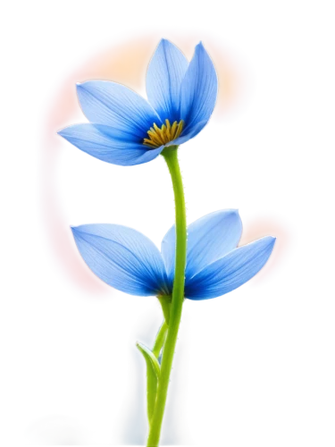 flowers png,blue flower,flower illustrative,blue petals,blue daisies,flower background,blue flowers,minimalist flowers,flower illustration,dayflower,blue anemone,anthers,flower drawing,windflower,cornflower,flower painting,himilayan blue poppy,anemone blanda,bookmark with flowers,african daisy,Illustration,Vector,Vector 20