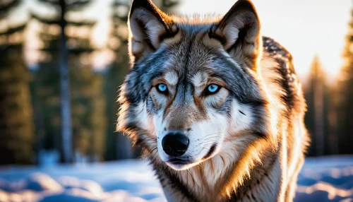 european wolf,wolfdog,saarloos wolfdog,northern inuit dog,gray wolf,canidae,czechoslovakian wolfdog,howling wolf,native american indian dog,malamute,sakhalin husky,canis lupus,siberian husky,kunming wolfdog,tamaskan dog,bohemian shepherd,blue eye,alaskan malamute,husky,wolf,Photography,General,Realistic