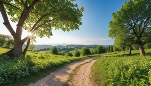 aaa,country road,background view nature,landscape background,online path travel,aa,green landscape,rural landscape,tree lined path,dirt road,mountain road,appalachian trail,tree lined lane,the way of nature,forest road,ore mountains,carpathians,nature landscape,pathway,landscape nature,Photography,General,Realistic
