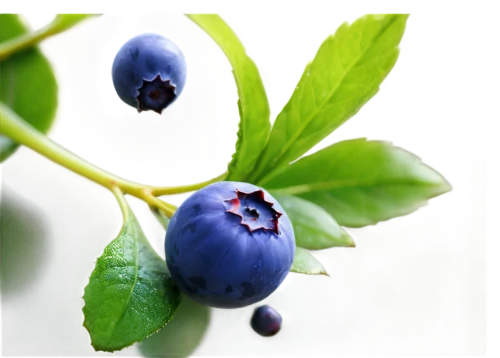 bilberry,blueberries,dewberry,berry fruit,blueberry,garden berry,bayberry,vaccinium myrtillus,antioxidant,johannsi berries,damson,wild berry,vaccinium corymbosum,european plum,mollberry,chokeberry,grape seed extract,blueberry muffins,wildberry,lingonberry,Illustration,Realistic Fantasy,Realistic Fantasy 30