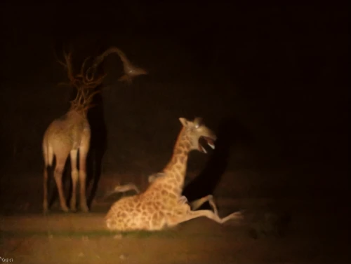 giraffidae,pere davids deer,macropodidae,hunting scene,spotted deer,animals hunting,fawns,serengeti,two giraffes,forest animals,night scene,animal silhouettes,fauna,antelopes,young-deer,mammals,deers,pair of ungulates,giraffes,animalia