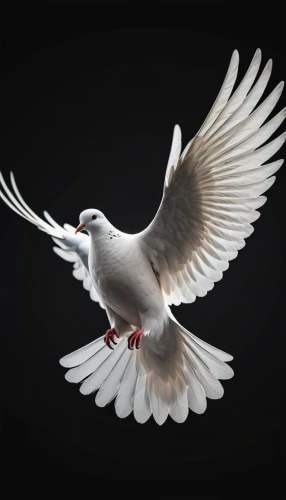 dove of peace,doves of peace,peace dove,white dove,white grey pigeon,white pigeon,arctic tern,flying tern,bird png,pigeon flying,plumed-pigeon,carrier pigeon,white pigeons,silver seagull,tern bird,homing pigeon,fairy tern,royal tern,doves and pigeons,silver tern,Photography,Artistic Photography,Artistic Photography 15