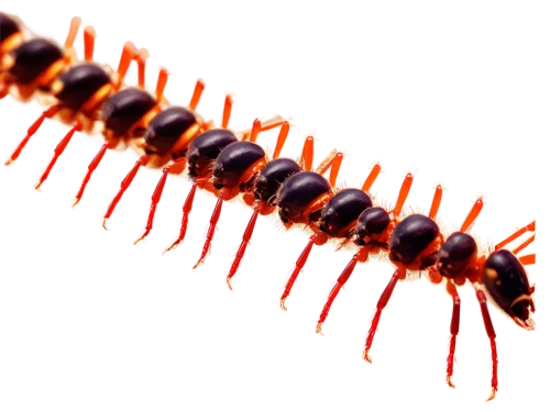 centipede,millipedes,earwig,caterpillar,krill,larval,larva,colubridae,amphipoda,larvae,hairfinned silverfish,noorderleech,termite,freshwater prawns,halictidae,gekkonidae,lymantriidae,oriental cockroach,spines,citronella,Illustration,Abstract Fantasy,Abstract Fantasy 16