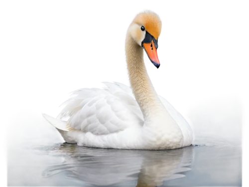 trumpeter swan,tundra swan,mute swan,white pelican,eastern white pelican,trumpeter swans,cygnet,swan on the lake,young swan,great white pelican,swan cub,swan,trumpet of the swan,white swan,canadian swans,greater flamingo,fujian white crane,swans,grey neck king crane,swan lake,Illustration,Japanese style,Japanese Style 11