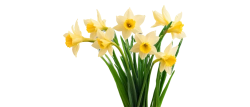 flowers png,tulipa,jonquils,daffodils,easter lilies,tulip white,tulipa tarda,the trumpet daffodil,tulpenbüten,yellow daffodils,turkestan tulip,tulipa sylvestris,daffodil,yellow tulips,freesias,tulipa humilis,autumnalis,crocuss,yellow orange tulip,tulip flowers,Illustration,Paper based,Paper Based 04