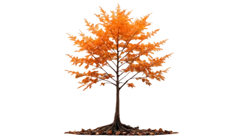 american larch,silver maple,cardstock tree,autumn tree,deciduous tree,scarlet oak,small tree,aesculus,flourishing tree,acer japonicum,maple bonsai,chile de árbol,tangerine tree,leaf maple,maple leave,ornamental tree,sapling,maple tree,arborist,new mexico maple,Illustration,Japanese style,Japanese Style 16