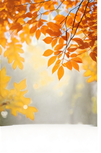 round autumn frame,autumn frame,autumn background,fall picture frame,birch tree background,autumn leaf paper,leaves frame,maple foliage,beech leaves,leaf background,autumnal leaves,spring leaf background,autumn foliage,fall foliage,beech leaf,maple leave,autumn tree,fall leaf border,colored leaves,autumn icon,Illustration,American Style,American Style 12