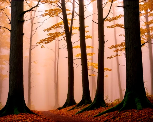 autumn forest,foggy forest,germany forest,beech trees,forest landscape,autumn fog,beech forest,autumn background,forest background,forest path,mixed forest,autumn trees,cartoon forest,forest road,deciduous forest,fir forest,the forest,the forests,autumn landscape,fairytale forest,Art,Classical Oil Painting,Classical Oil Painting 14