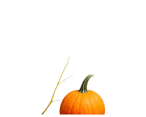 calabaza,gourd,halloween pumpkin,decorative pumpkins,scarlet gourd,bitter gourd,cucurbita,candy pumpkin,figleaf gourd,pumpkin,pumkin,pumpkin lantern,hokkaido pumpkin,white pumpkin,pumpkin autumn,halloween background,jack-o'-lantern,cucuzza squash,gourds,striped pumpkins,Illustration,Black and White,Black and White 28