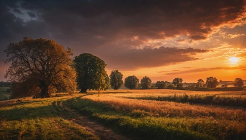 landscape photography,meadow landscape,rural landscape,nature landscape,dutch landscape,landscape nature,landscape background,home landscape,farm landscape,autumn landscape,beautiful landscape,landscapes beautiful,natural landscape,golden light,green landscape,goldenlight,the netherlands,landscapes,poland,one autumn afternoon,Photography,General,Fantasy