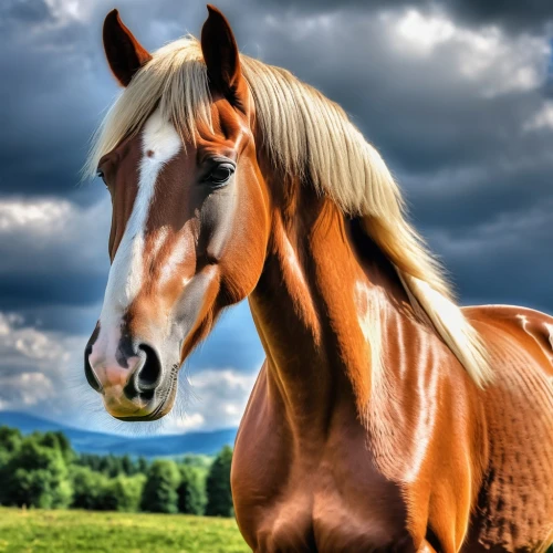 belgian horse,portrait animal horse,quarterhorse,equine,haflinger,mustang horse,arabian horse,albino horse,draft horse,colorful horse,dream horse,equines,a horse,beautiful horses,horse,gelding,gypsy horse,horse breeding,hay horse,wild horse