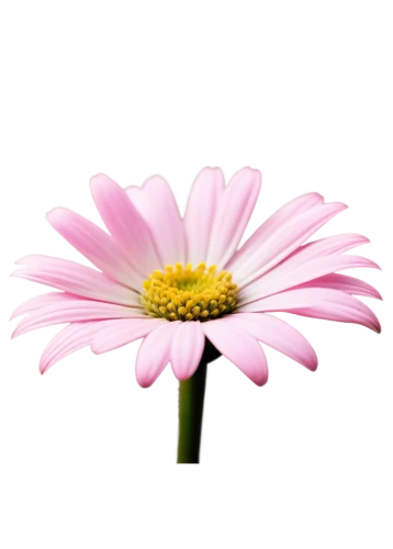 flowers png,pink chrysanthemum,gerbera flower,african daisy,south african daisy,gerbera,osteospermum,pink cosmea,wood daisy background,pink daisies,gerbera daisies,cosmos flower,pink flower,flower background,pink chrysanthemums,european michaelmas daisy,barberton daisy,dahlia pink,flower pink,pink flower white,Illustration,Black and White,Black and White 21