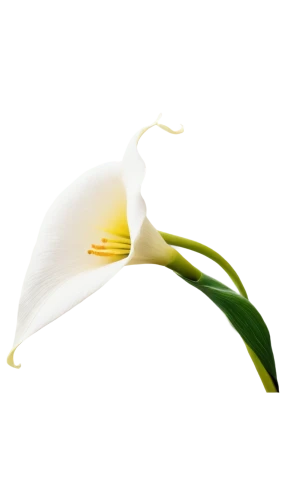 giant white arum lily,easter lilies,peace lilies,white trumpet lily,flowers png,calla lily,madonna lily,peace lily,white lily,tulip white,lilium candidum,sego lily,lily flower,white orchid,calla lilies,avalanche lily,lotus png,siberian fawn lily,calla,the son of lilium persicum,Illustration,Abstract Fantasy,Abstract Fantasy 21