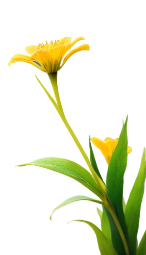 flowers png,yellow daylily,hemerocallis,day lily plants,day lily flower,calenduleae,day lily,calendula,gazania,yellow calendula flower,flower background,daylily,calendula officinalis,yellow ball plant,hemerocallis fulva,tasmanian flax-lily,yellow canada lily,strelitzia,yellow nutsedge,yellow daylilies,Illustration,Japanese style,Japanese Style 13