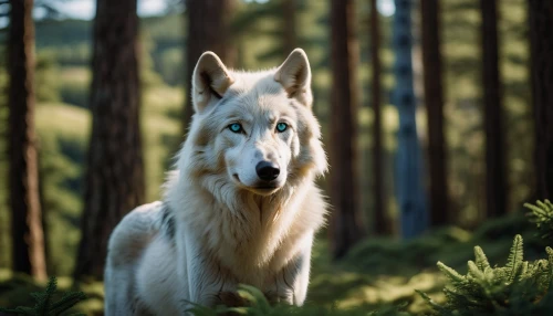 white shepherd,northern inuit dog,european wolf,saarloos wolfdog,berger blanc suisse,wolfdog,malamute,sakhalin husky,kunming wolfdog,seppala siberian sleddog,canidae,howling wolf,gray wolf,czechoslovakian wolfdog,canadian eskimo dog,maremma sheepdog,alaskan malamute,native american indian dog,samoyed,bohemian shepherd,Photography,General,Cinematic