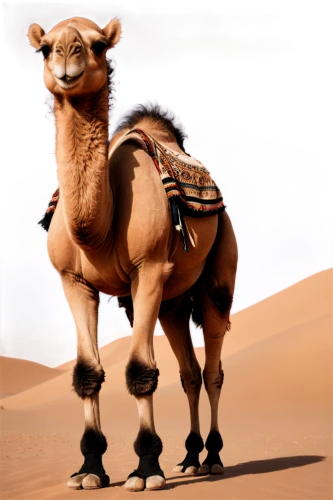 male camel,arabian camel,dromedary,two-humped camel,dromedaries,camel,bactrian camel,camelride,camelid,shadow camel,camels,bazlama,camel caravan,camel joe,arabian,libyan desert,merzouga,sahara desert,camel train,sahara,Conceptual Art,Fantasy,Fantasy 34