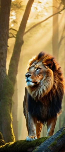 forest king lion,african lion,panthera leo,male lion,king of the jungle,lion - feline,lion,chestnut tiger,masai lion,female lion,to roar,lion father,skeezy lion,roaring,lion king,felidae,lion head,male lions,forest animal,a tiger,Conceptual Art,Sci-Fi,Sci-Fi 17