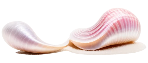 sea shell,conch shell,clam shell,conch,seashell,clam,spiny sea shell,mollusc,mollusks,clamshell,mollusk,shells,whelk,auricle,clam sauce,watercolor seashells,shell,seashells,beach shell,baltic clam,Photography,General,Natural