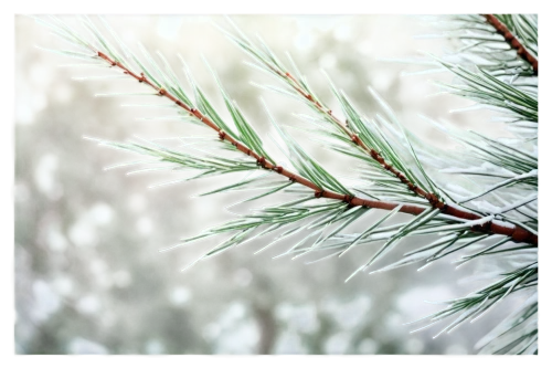 fir-tree branches,fir branches,fir tree decorations,fir needles,snow in pine trees,pine needles,evergreen trees,blue spruce,fir tree,snow in pine tree,fir trees,pine branches,balsam fir,fir branch,pine needle,pine tree branch,nordmann fir,snowflake background,canadian fir,spruce needles,Illustration,American Style,American Style 04