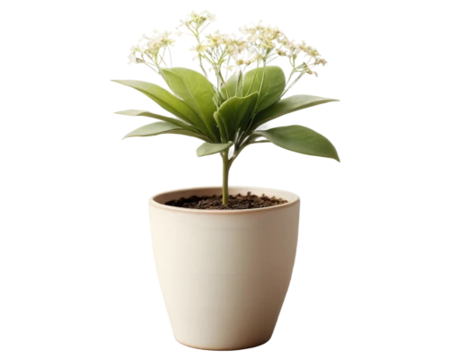 androsace rattling pot,potted plant,potted palm,a sprig of white lilac,plant pot,container plant,flowerpot,monocotyledon,flowers png,wooden flower pot,flower pot,crape jasmine,ceratostylis,pot plant,lily of the desert,money plant,terracotta flower pot,potted tree,indoor plant,ikebana,Illustration,Abstract Fantasy,Abstract Fantasy 06