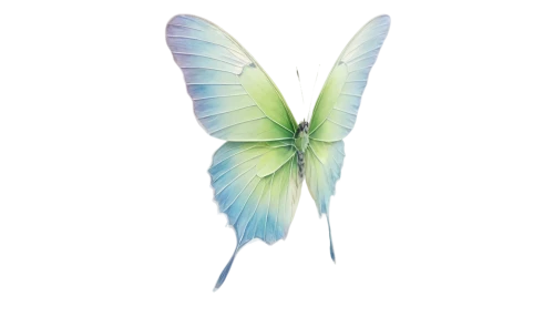 butterfly vector,butterfly background,blue butterfly background,butterfly clip art,papillon,flutter,cupido (butterfly),ulysses butterfly,aurora butterfly,butterfly white,butterfly isolated,glass wing butterfly,hesperia (butterfly),butterfly,butterfly green,morpho,gonepteryx cleopatra,butterflay,isolated butterfly,large aurora butterfly,Illustration,American Style,American Style 08