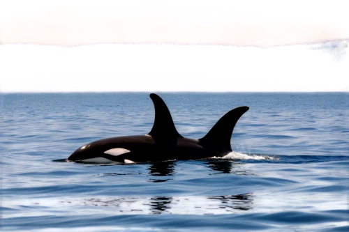 orca,northern whale dolphin,killer whale,pilot whale,tursiops truncatus,short-finned pilot whale,dorsal fin,cetacean,white-beaked dolphin,whale calf,pilot whales,orka,baby whale,oceanic dolphins,marine mammals,cetacea,wholphin,striped dolphin,marine mammal,spinner dolphin,Photography,Fashion Photography,Fashion Photography 04