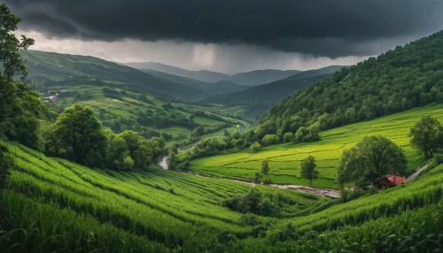 green landscape,carpathians,landscape background,rice fields,rice terraces,vietnam,rural landscape,rice terrace,nature landscape,landscape nature,beautiful landscape,monsoon,mountainous landscape,artvin,green fields,home landscape,rice field,landscape photography,ha giang,background view nature,Photography,General,Natural