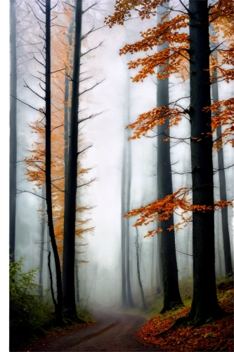 autumn fog,foggy forest,autumn forest,deciduous forest,germany forest,foggy landscape,beech forest,beech trees,forest landscape,autumn scenery,autumn trees,mixed forest,autumn morning,chestnut forest,autumn landscape,autumn background,the autumn,fir forest,autumn mood,morning mist,Photography,Fashion Photography,Fashion Photography 11