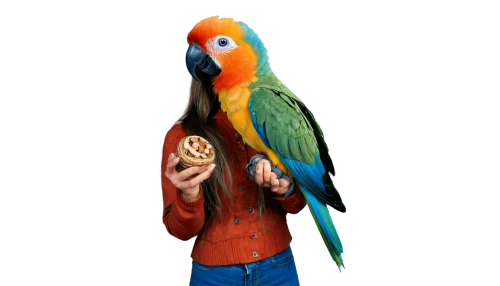 macaw,guacamaya,parrot,blue and gold macaw,scarlet macaw,macaw hyacinth,blue macaw,sun conures,conure,blue and yellow macaw,sun conure,quaker parrot,parakeet,bird png,beautiful macaw,parrots,lovebird,light red macaw,caique,toco toucan,Illustration,Realistic Fantasy,Realistic Fantasy 41
