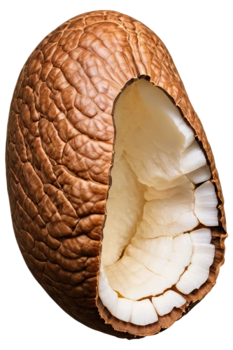 cocos nucifera,indian almond,almond,aegle marmelos,walnuts,acorn,brazil nut,coconut,acrid chestnut,walnut,nutmeg,chestnut röhling,aesculus,almond nuts,king coconut,rock pear,coconut shell,tree nut,organic coconut,kelapa,Illustration,Vector,Vector 04