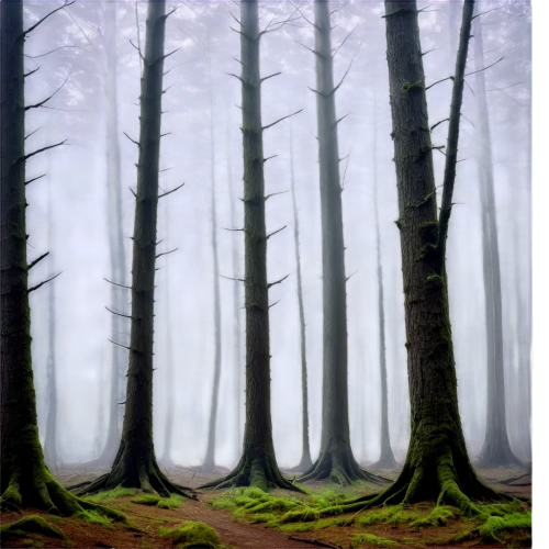 foggy forest,fir forest,coniferous forest,spruce forest,pine forest,germany forest,beech forest,temperate coniferous forest,beech trees,forest landscape,bavarian forest,spruce-fir forest,row of trees,mixed forest,deciduous forest,old-growth forest,tropical and subtropical coniferous forests,forests,forest background,cartoon forest,Art,Classical Oil Painting,Classical Oil Painting 44