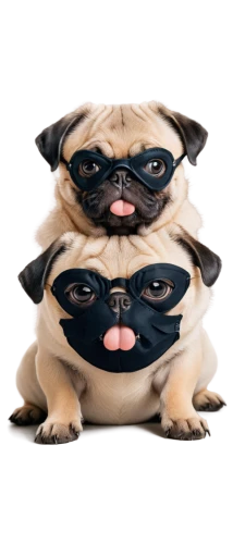 pug,french bulldogs,halloween masks,comedy tragedy masks,pekingese,speak no evil,three dogs,hear no evil,gundogmus,masks,balaclava,canines,doggies,doo,face protection,two dogs,bongo,png transparent,puggle,raging dogs,Illustration,Black and White,Black and White 25