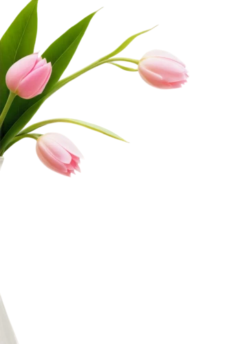 flowers png,tulip background,white floral background,flower background,floral digital background,easter lilies,pink floral background,calla lilies,white tulips,pink tulips,flowers in envelope,flower vase,two tulips,flower arrangement lying,minimalist flowers,tulip bouquet,bookmark with flowers,paper flower background,pink tulip,floral background,Photography,Artistic Photography,Artistic Photography 06