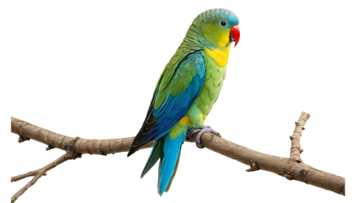 south american parakeet,kakariki parakeet,macaw hyacinth,blue parakeet,perico,yellowish green parakeet,yellow green parakeet,caique,rosella,blue and gold macaw,parakeet,blue macaw,macaw,cute parakeet,yellow parakeet,beautiful parakeet,bird png,blue and yellow macaw,green rosella,guacamaya,Photography,Fashion Photography,Fashion Photography 24