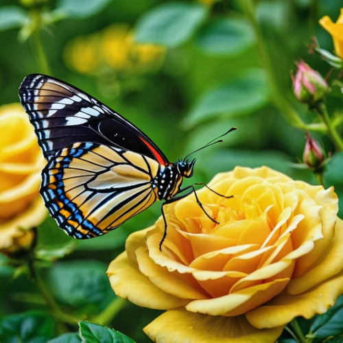 butterfly background,butterfly on a flower,butterfly floral,ulysses butterfly,monarch butterfly,butterfly isolated,yellow butterfly,swallowtail butterfly,passion butterfly,golden passion flower butterfly,isolated butterfly,blue butterfly background,tropical butterfly,hesperia (butterfly),flower nectar,butterfly,yellow rose background,western tiger swallowtail,butterfly day,french butterfly,Photography,General,Realistic