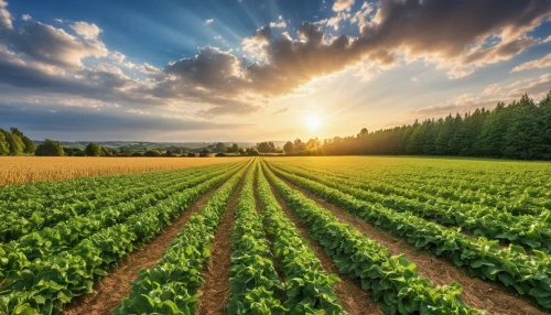 vegetable field,vegetables landscape,field of cereals,stock farming,potato field,agriculture,agroculture,agricultural,aggriculture,agricultural engineering,cultivated field,farm landscape,organic farm,fruit fields,field of rapeseeds,sweet potato farming,soybeans,cropland,farm background,aaa,Photography,General,Realistic