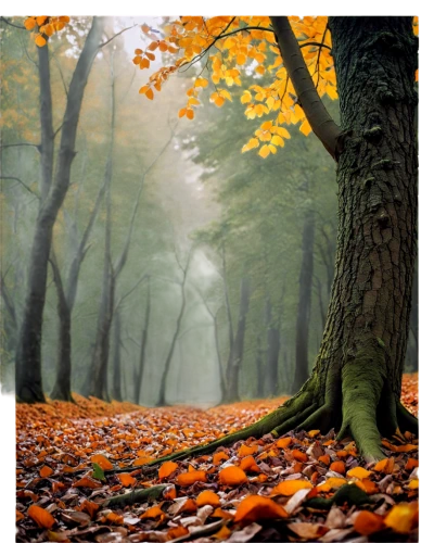 autumn background,autumn forest,deciduous forest,autumn landscape,beech forest,beech trees,european beech,forest background,autumn scenery,forest landscape,fallen leaves,temperate broadleaf and mixed forest,autumn fog,autumn idyll,germany forest,autumn theme,autumn frame,autumnal leaves,beech leaves,deciduous trees,Conceptual Art,Fantasy,Fantasy 06
