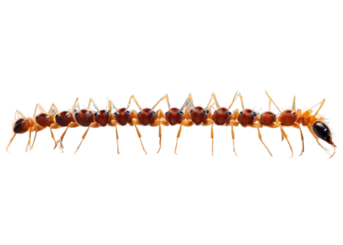 centipede,fire ants,earwig,ant,earwigs,varroa destructor,varroa,termite,carpenter ant,ants,chelydridae,larval,amphipoda,harvestman,oriental cockroach,mound-building termites,madagascar hissing cockroach,drosophila,wall,kinosternidae,Photography,Documentary Photography,Documentary Photography 05