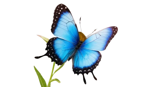 blue butterfly background,butterfly clip art,butterfly vector,butterfly background,ulysses butterfly,morpho butterfly,blue butterfly,blue morpho butterfly,blue morpho,mazarine blue butterfly,morpho,morpho peleides,white admiral or red spotted purple,blue butterflies,hesperia (butterfly),butterfly isolated,satyrium (butterfly),butterfly,isolated butterfly,common blue butterfly,Conceptual Art,Daily,Daily 08