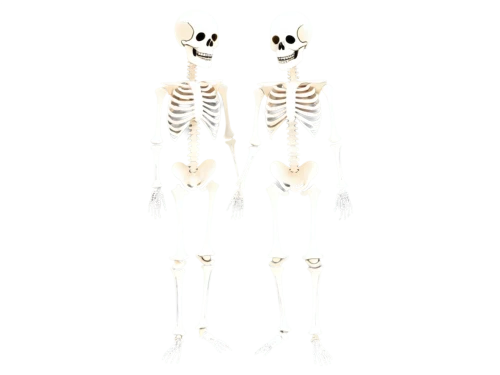 skeletons,skeletal,human skeleton,skeletal structure,skeleton,bones,vintage skeleton,bone,skulls bones,danse macabre,halloween costumes,calcium,skulls,spooky,halloween ghosts,anatomy,wall,skull bones,skeleltt,bowl bones,Illustration,Realistic Fantasy,Realistic Fantasy 02
